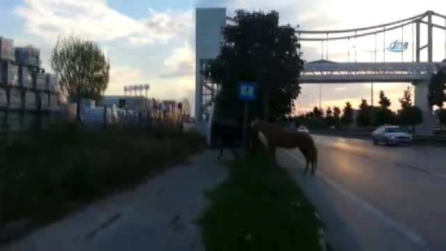Bursa’da Başı Boş Atların Trafiği Tehlikeye Soktuğu O Anlar Kamerada