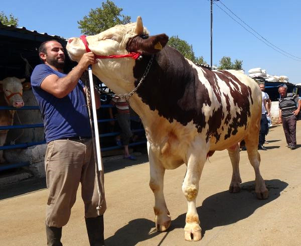 Kurban Pazarının En Büyükleri Satıldı