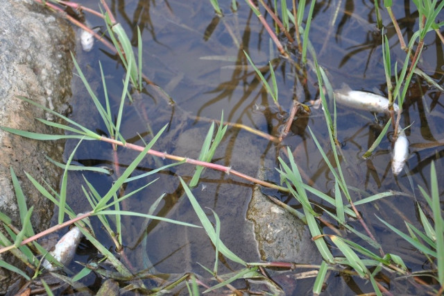 İnegöl’de Akçasu Deresi’nde de Balık Ölümleri Görüldü