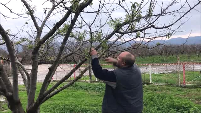 İznik’te Erik Ağaçları Kış Mevsiminde Meyve Verdi