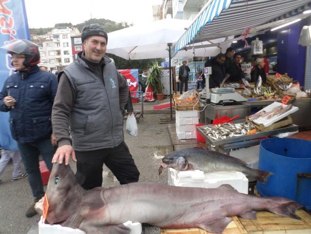 Marmara’da Dev Köpek Balığı Yakalandı
