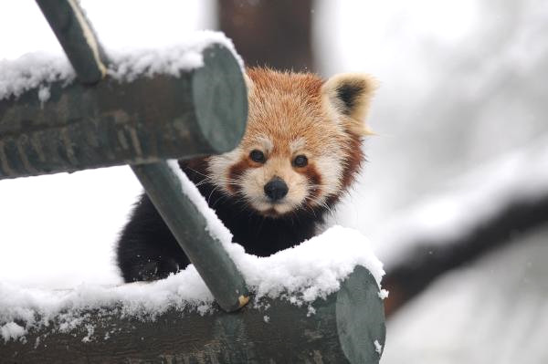 Bursa Hayvanat Bahçesi de Beyaza Büründü