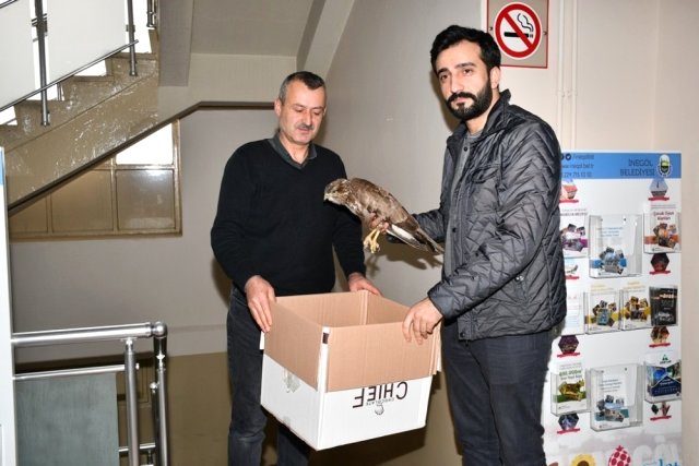 Yolda Bulduğu Yaralı Şahini Belediyeye Teslim Etti