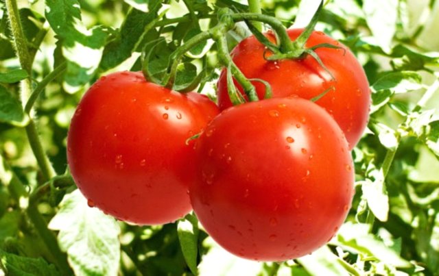 Akdeniz ülkelerindeki domates sektörü incelenecek