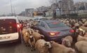 Bursa’da Koyun Sürüsü Trafiği Durdurdu