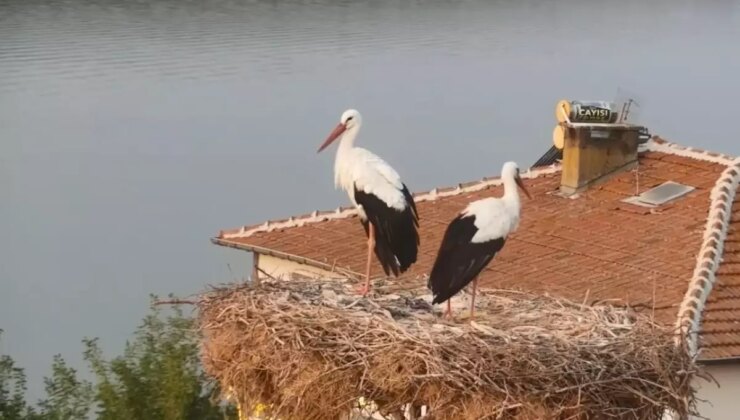 Yaren leylek göç yoluna çıktı