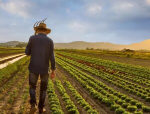 Tarım girdi fiyat endeksi ağustosta yükseldi
