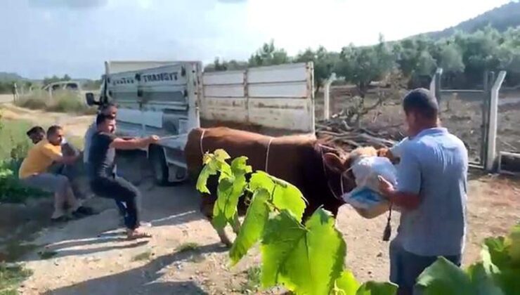 6 kişinin zapt edemediği boğa bir tekmeyle bu türlü yere serdi